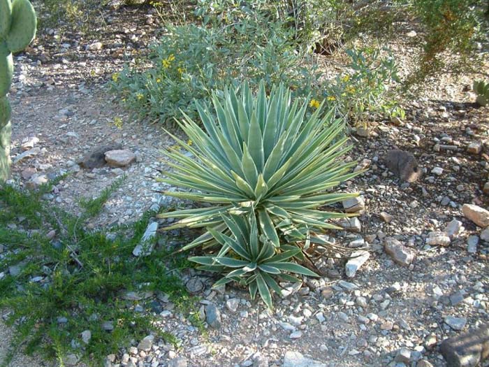 Plant photo of: Agave angustifolia var. marginata