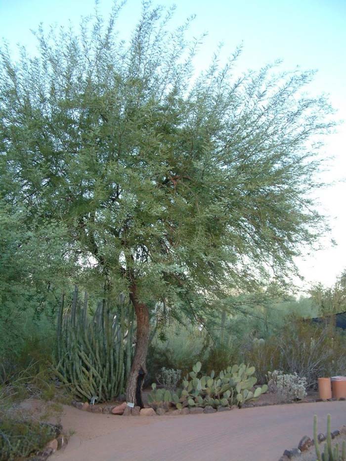 Plant photo of: Prosopis chilensis