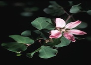 Bauhinia lunariodes 'Pink'