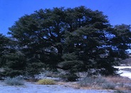 Pinon Pine, Pinyon or Nut Pine