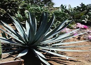 Tequila Agave