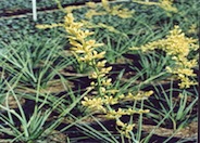 Hesperaloe parviflora 'Desert Son'
