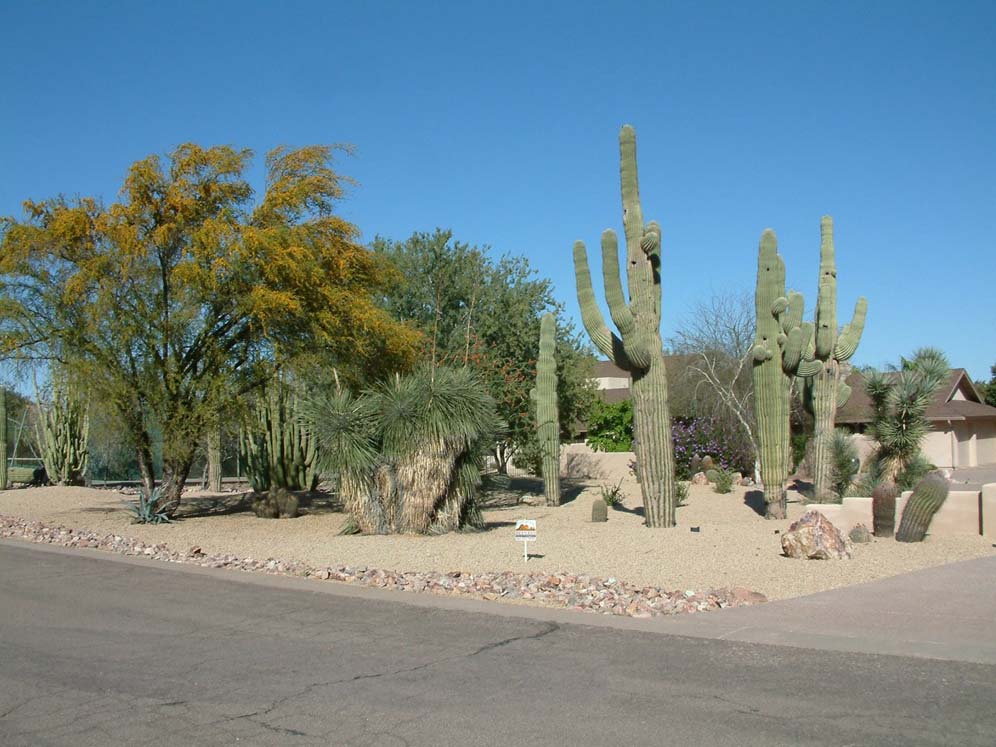 Corner Native Garden
