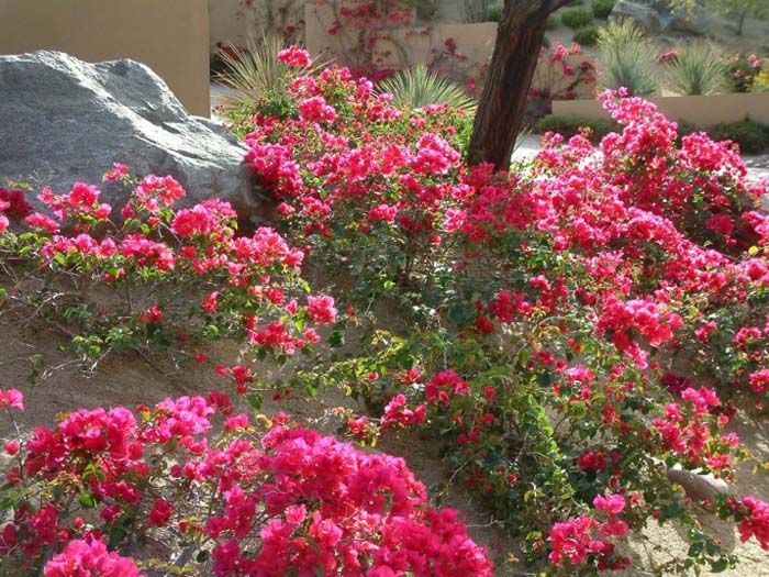 Plant photo of: Bougainvillea X 'La Jolla'