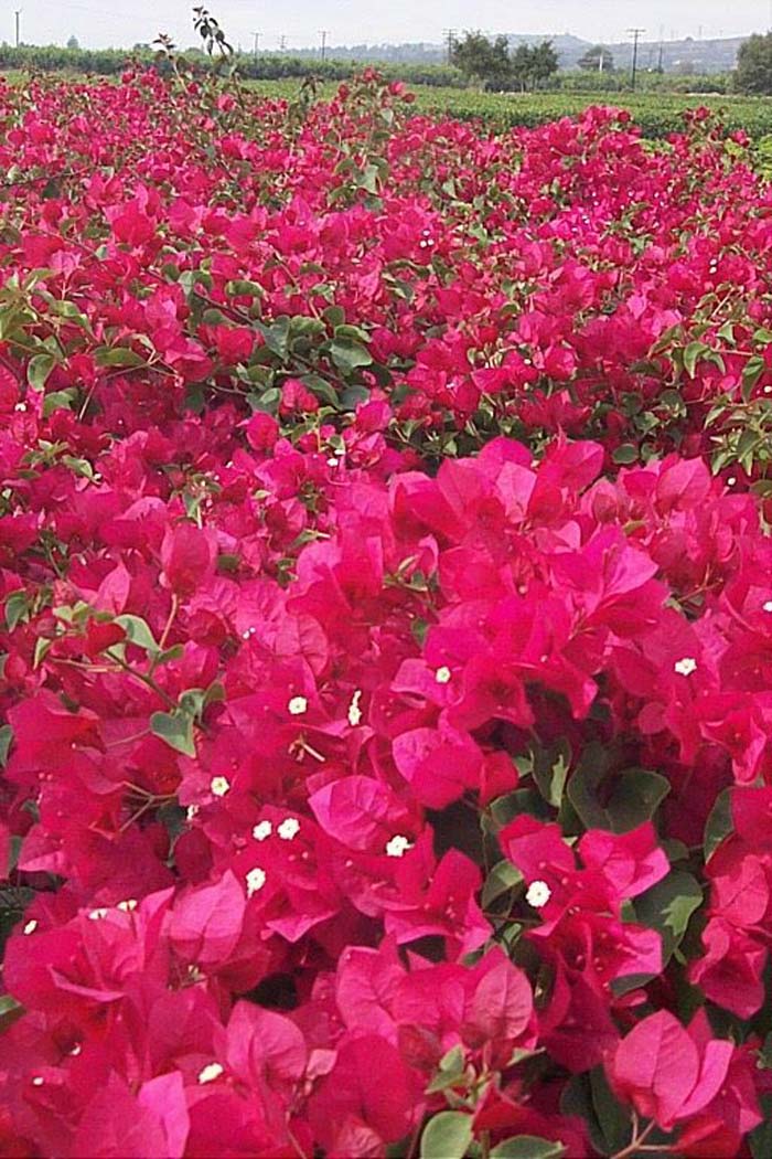 Plant photo of: Bougainvillea X 'La Jolla'