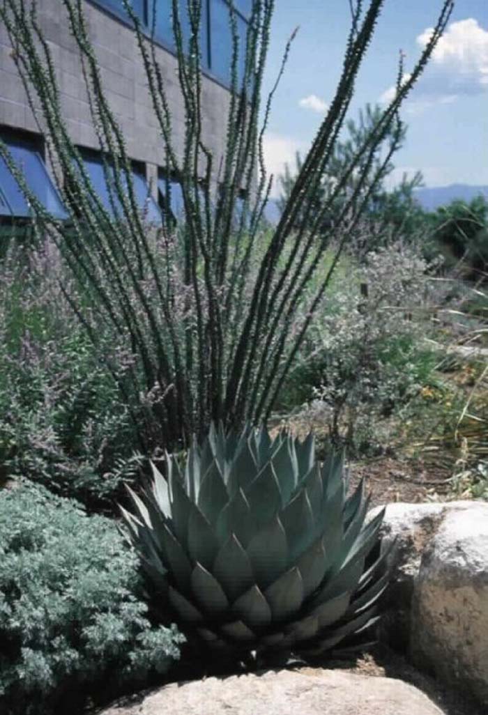 Plant photo of: Agave parrasana