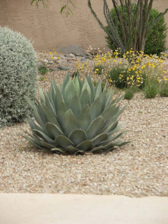 Plant photo of: Agave parryi var. parryi