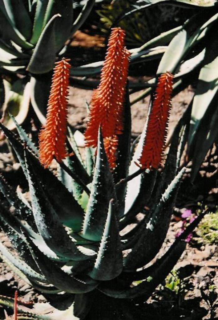 Plant photo of: Aloe ferox