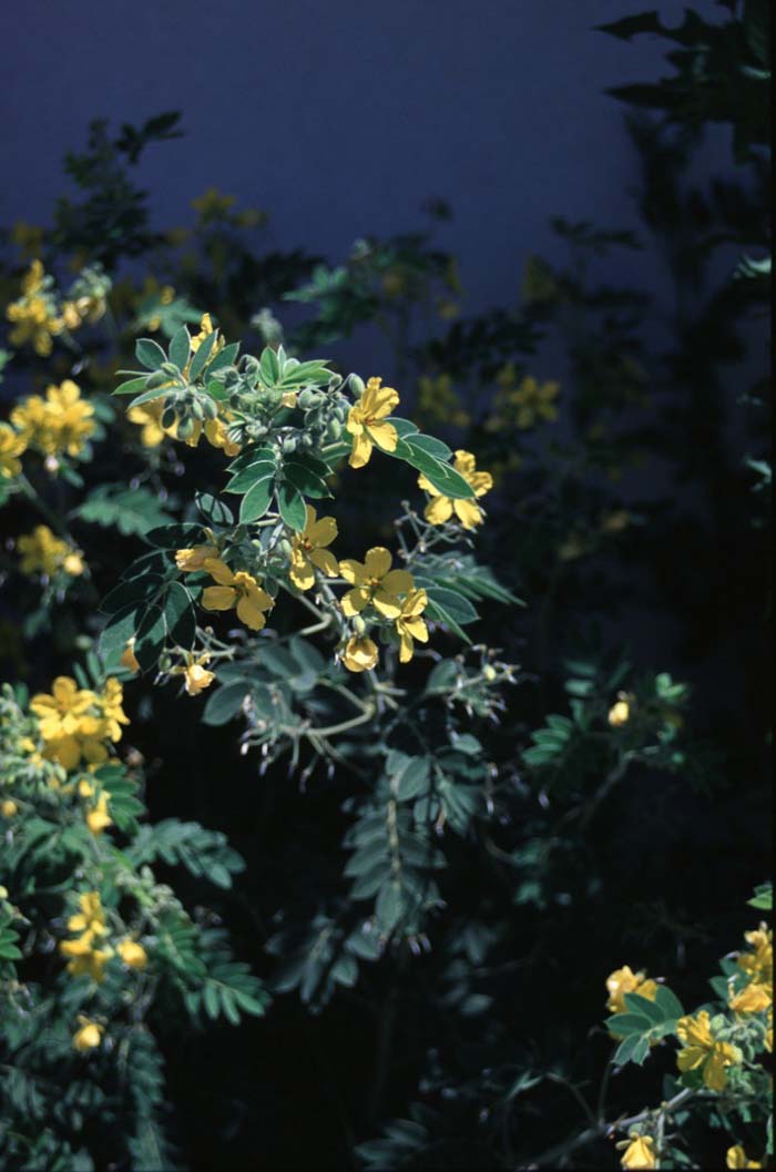 Plant photo of: Senna lindheimeriana