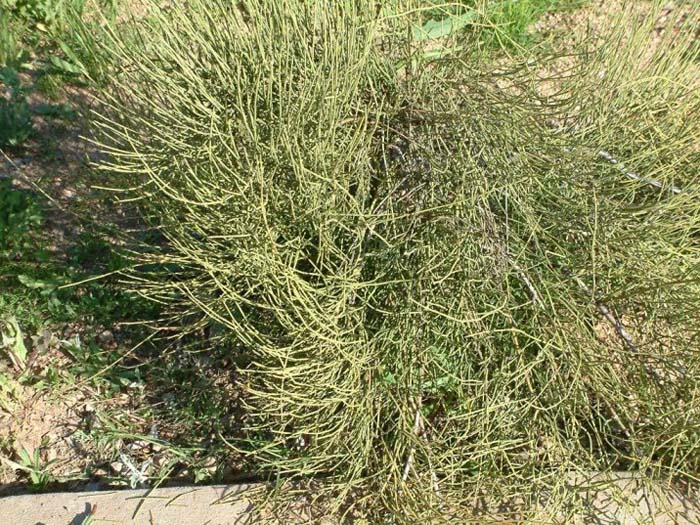 Plant photo of: Ephedra nevadensis