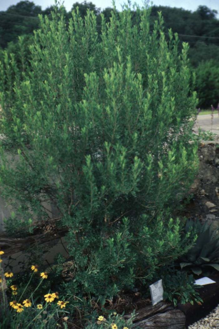 Plant photo of: Fraxinus greggii