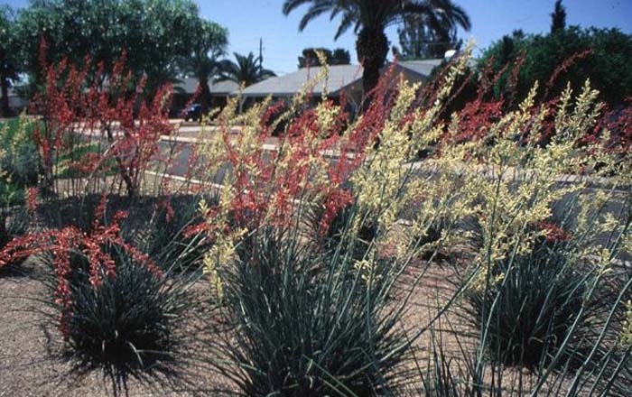 Plant photo of: Hesperaloe parviflora 'Yellow'