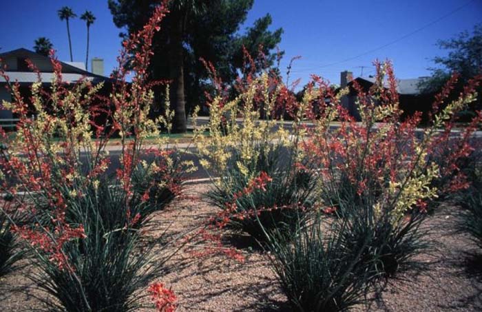 Plant photo of: Hesperaloe parviflora 'Yellow'