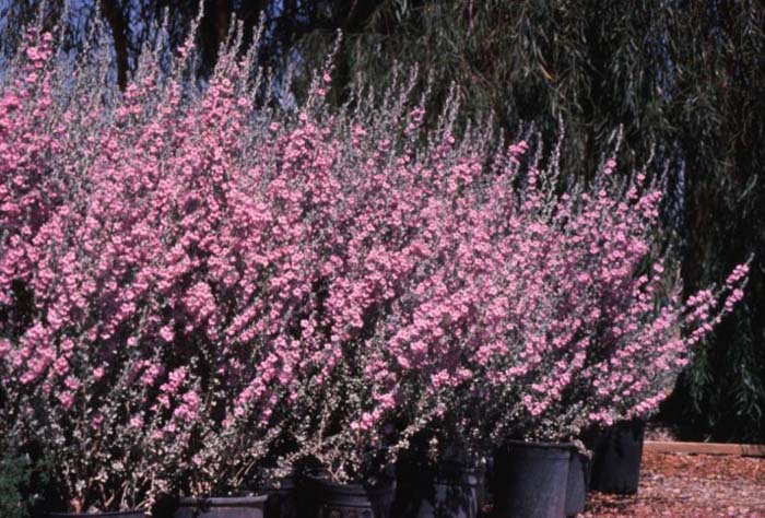 Plant photo of: Leucophyllum 'Rain Cloud'