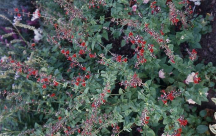 Plant photo of: Salvia coccinea