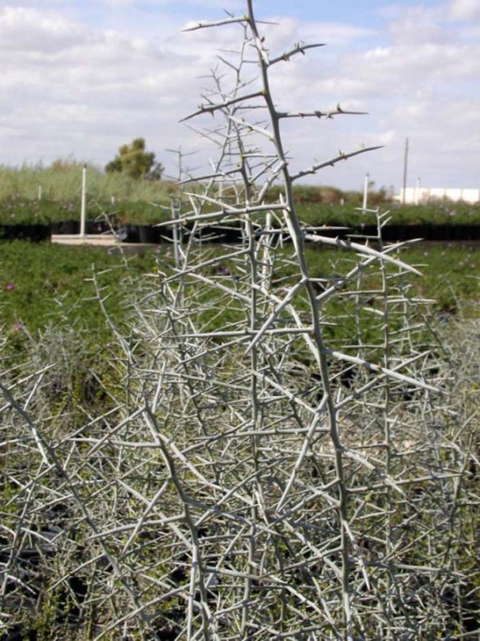 Plant photo of: Ziziphus obtusifolia v. canescens