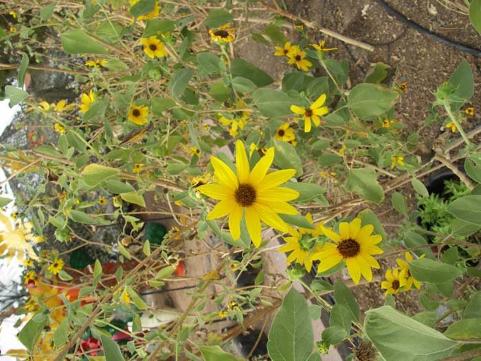 Plant photo of: Helianthus maximilianii