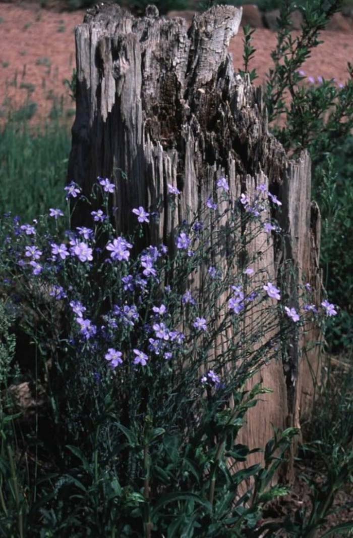 Plant photo of: Linum perenne subsp. lewisii