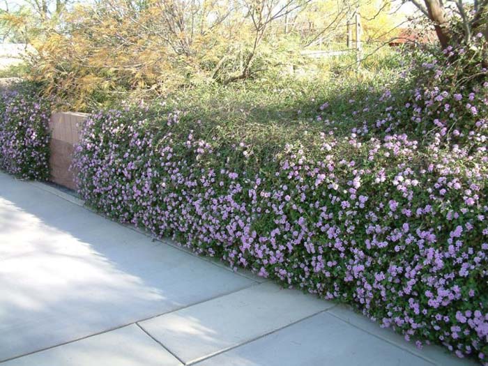 Plant photo of: Lantana montevidensis