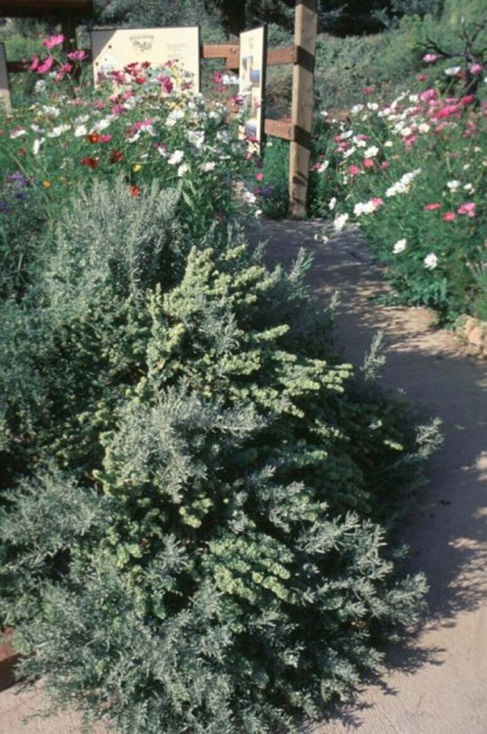 Plant photo of: Atriplex canescens