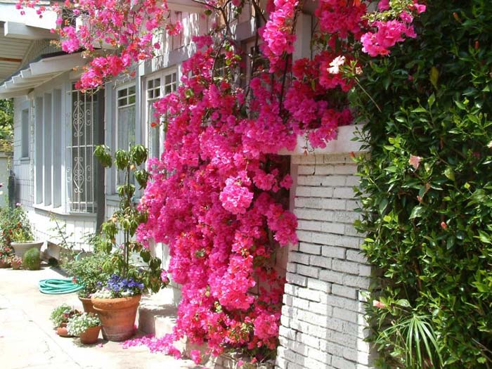 Plant photo of: Bougainvillea 'Barbara Karst'