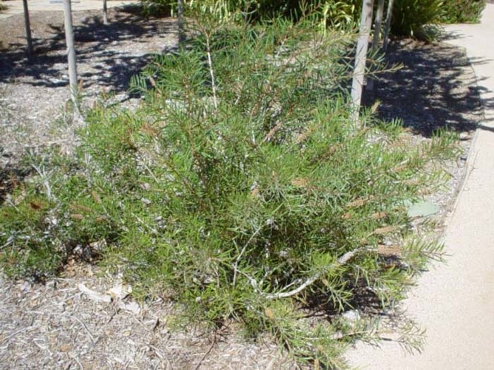 Plant photo of: Callistemon rigidus