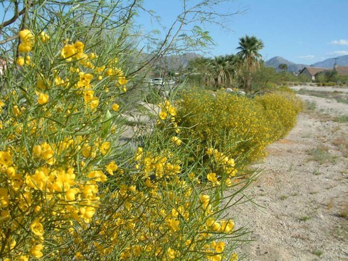 Plant photo of: Senna artemisiodes v. filifolia