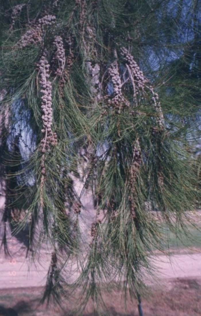 Plant photo of: Casuarina stricta