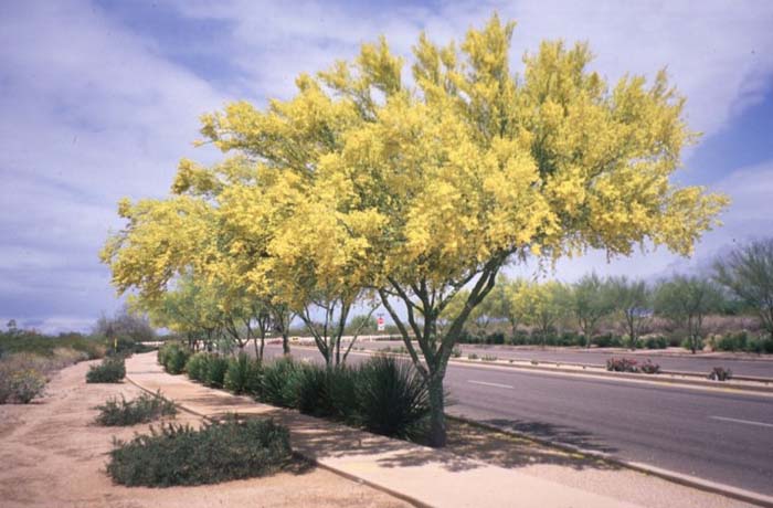 Plant photo of: Parkinsonia florida