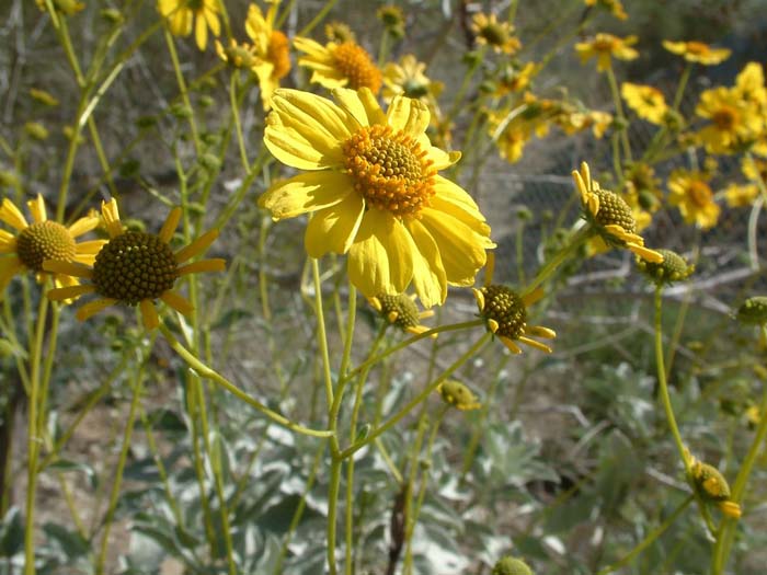 Plant photo of: Encelia farinosa