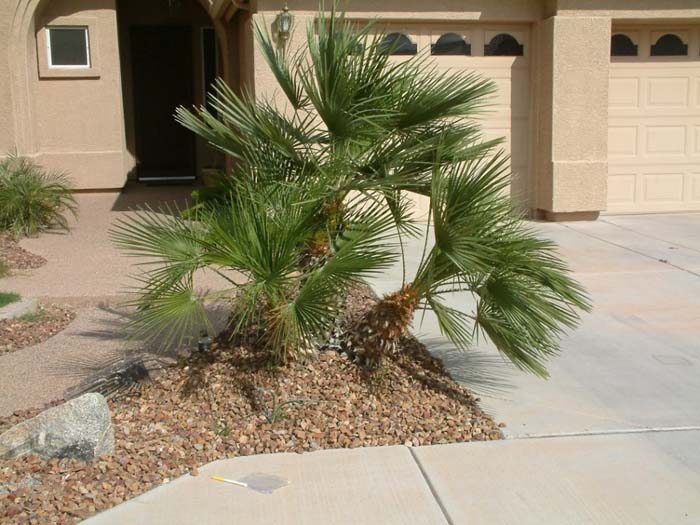 Plant photo of: Chamaerops humilis