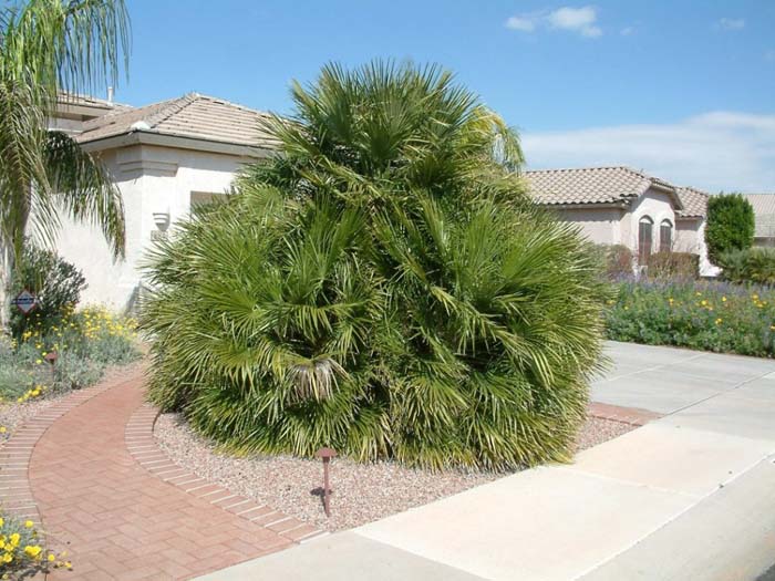 Plant photo of: Chamaerops humilis