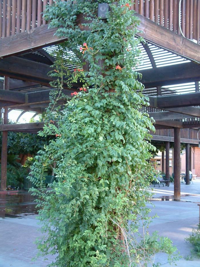 Plant photo of: Campsis radicans