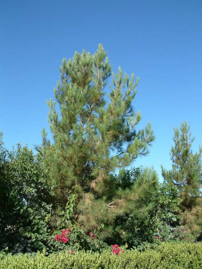 Plant photo of: Pinus eldarica