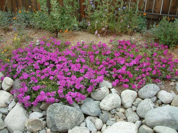 Plant photo of: Verbena peruviana (assorted)