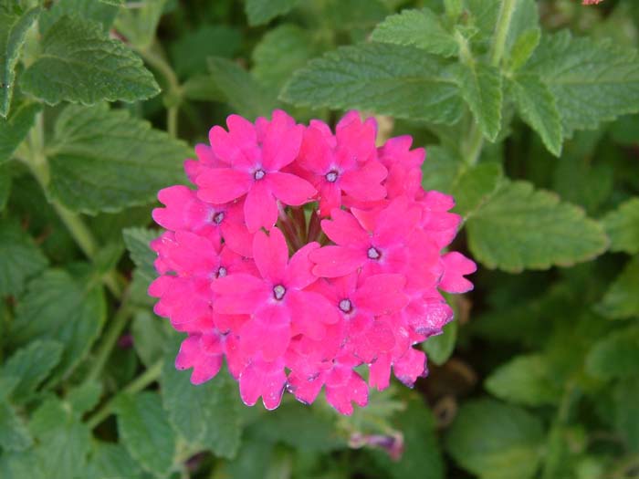 Plant photo of: Verbena peruviana (assorted)