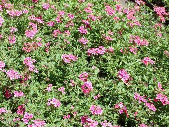 Plant photo of: Verbena peruviana (assorted)