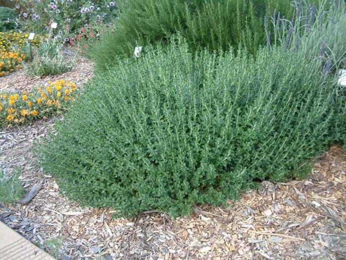 Plant photo of: Teucrium chamaedrys