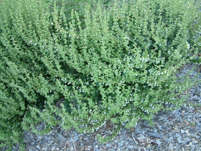 Plant photo of: Teucrium chamaedrys