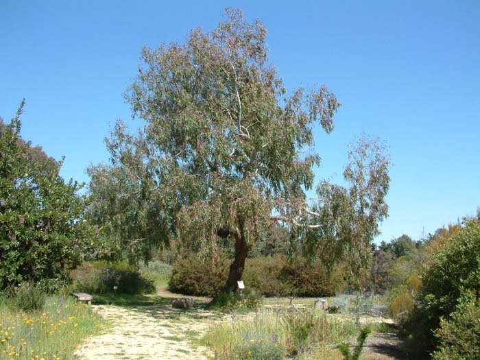 Plant photo of: Eucalyptus microtheca