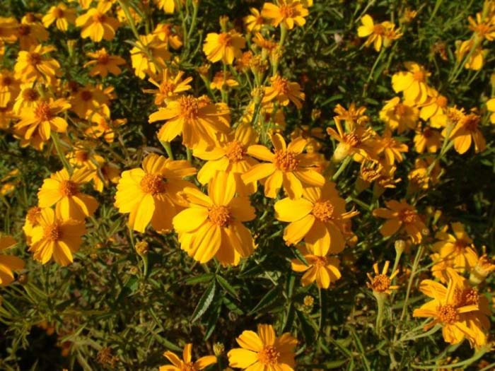 Plant photo of: Tagetes palmeri