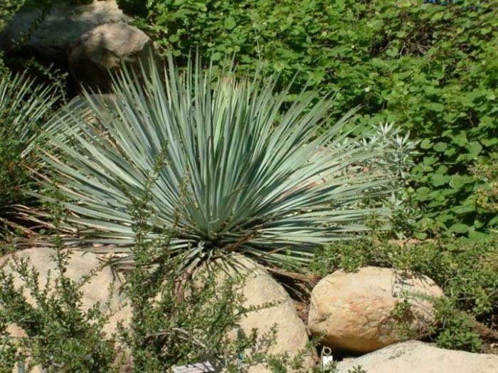 Plant photo of: Yucca whipplei