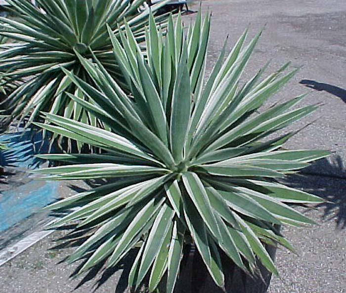 Plant photo of: Agave angustifolia var. marginata