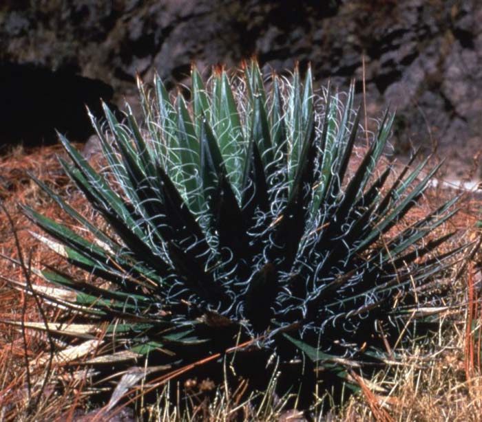 Plant photo of: Agave schidigera 'Durango Delight'