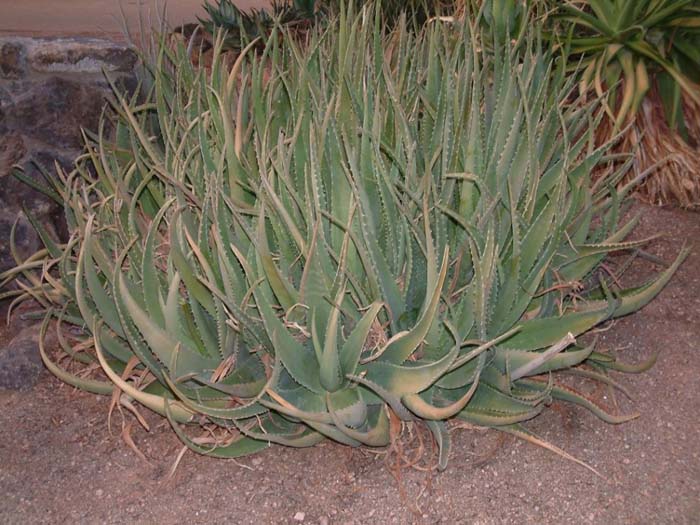 Plant photo of: Aloe camperi