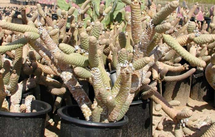 Plant photo of: Tephrocactus articulatus