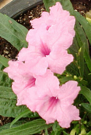 Plant photo of: Ruellia brittoniana 'Rosa'