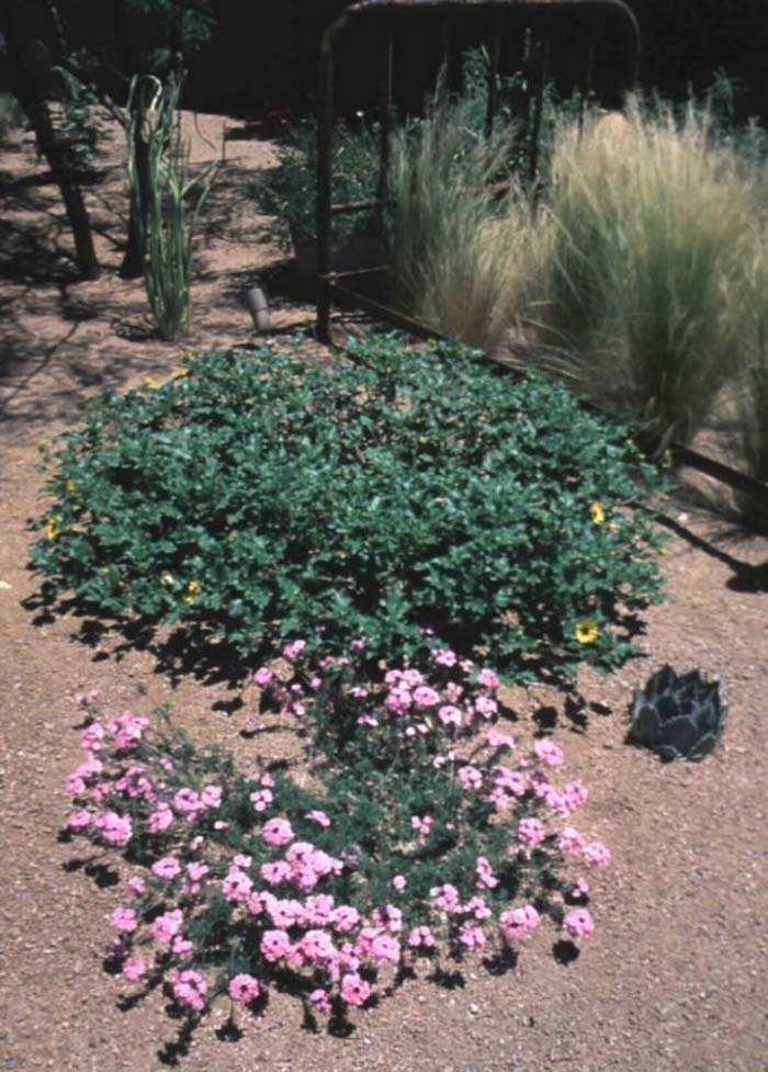 Plant photo of: Verbena pulchella 'Edith'