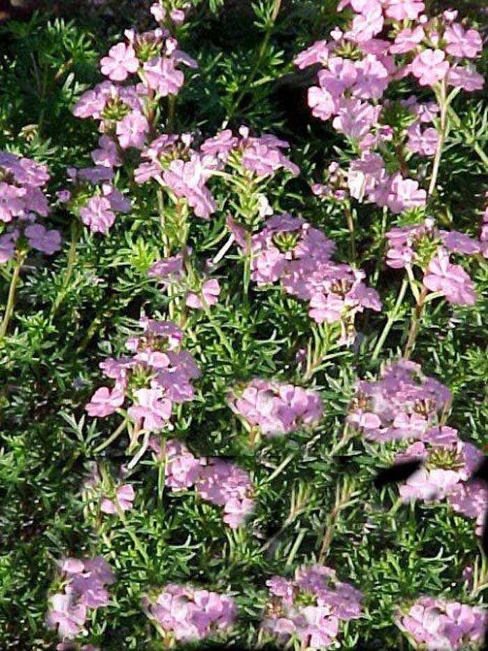 Plant photo of: Verbena pulchella 'Edith'