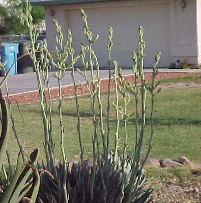 Plant photo of: Yucca pallida